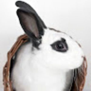 Meet your Posher, Martin